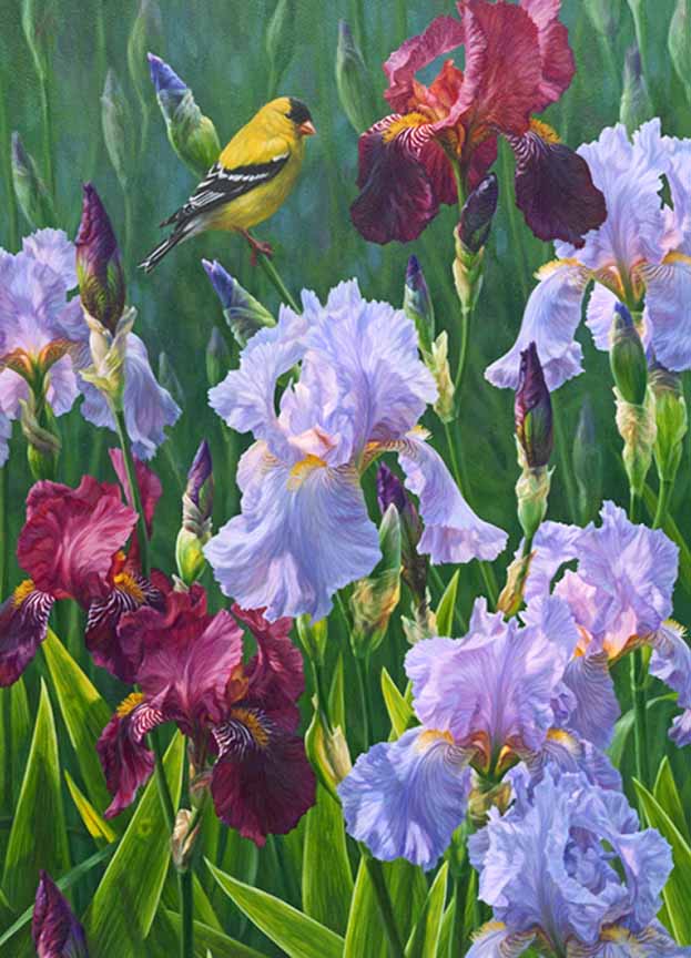 BH2 – Songbirds – Spring Glory – American Goldfinch (detail) © Beth Hoselton