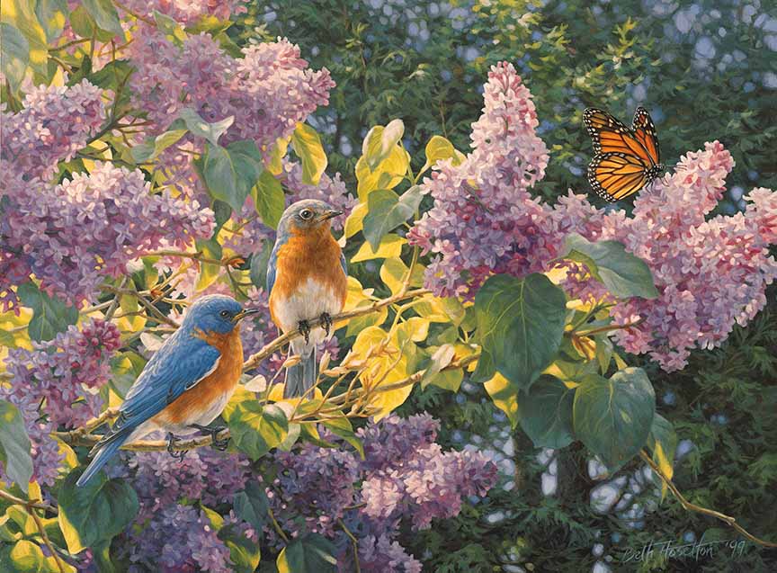 BH2 – Songbirds – Spring Interlude – Bluebird and Monarch Butterfly with Lilacs © Beth Hoselton