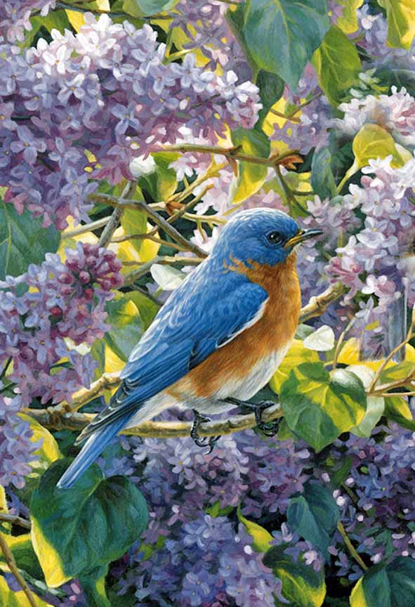 BH2 – Songbirds – Spring Interlude – Male Bluebird and Lilacs (detail) © Beth Hoselton