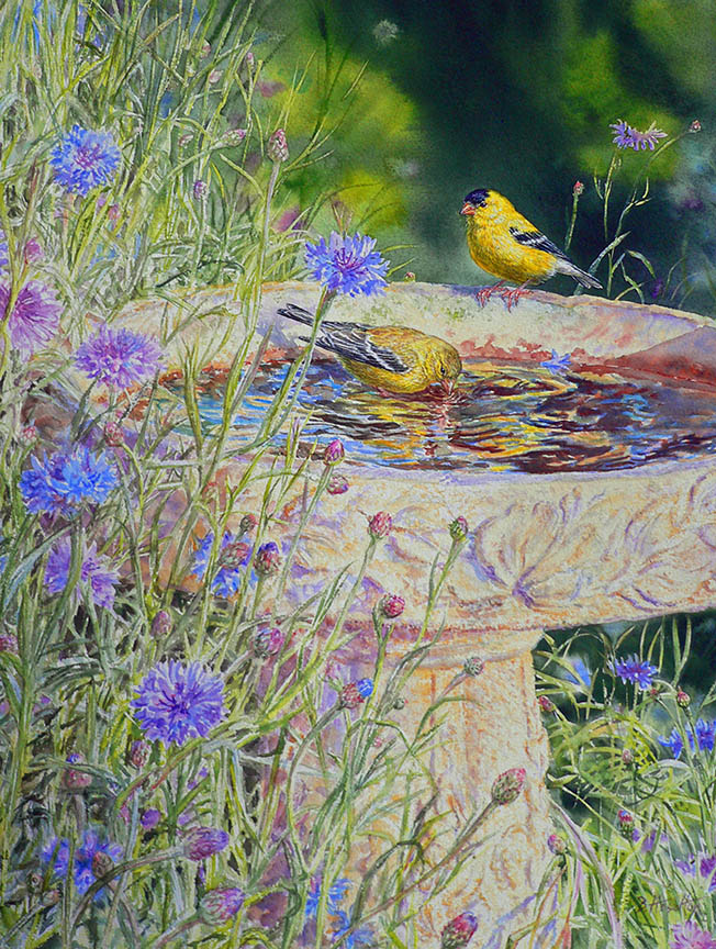 BH2 – Songbirds – Spring Respite – American Goldfinches © Beth Hoselton