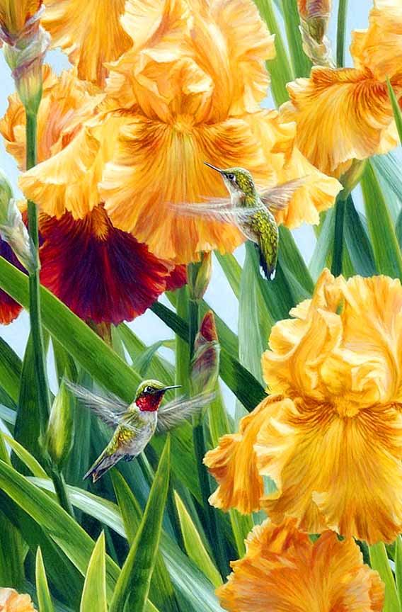 BH2 – Songbirds – Summer Ballet – Ruby-throated Hummingbird and Irises (detail) © Beth Hoselton