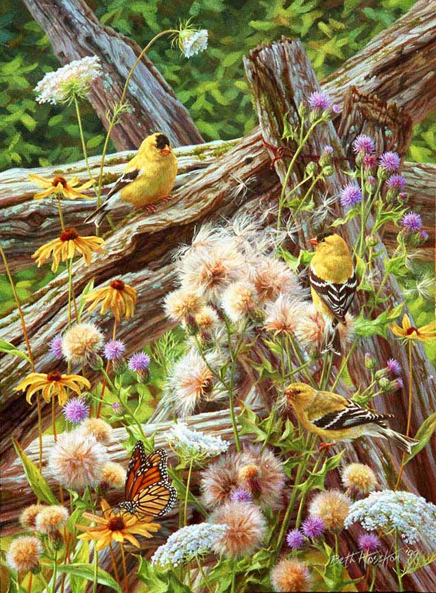 BH2 – Songbirds – Summer Breeze – American Goldfinch © Beth Hoselton