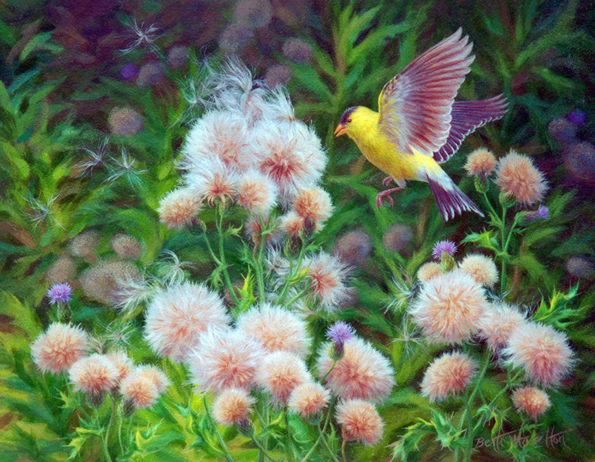BH2 – Songbirds – Summer Breeze – American Goldfinch © Beth Hoselton