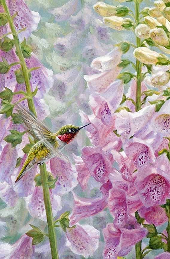BH2 – Songbirds – Summer Delight – Ruby-throated Hummingbird and Foxgloves (detail) © Beth Hoselton