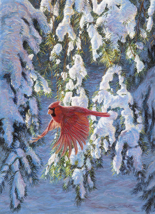 BH2 – Songbirds – Winter Light – Cardinal © Beth Hoselton