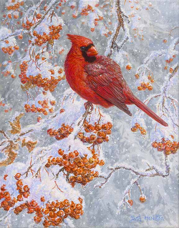 BH2 – Songbirds – Winter’s Prince – Cardinal © Beth Hoselton
