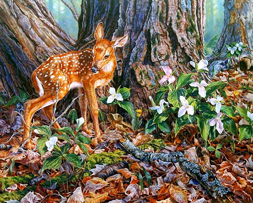 BH2 – Wildlife – A New Generation – White Tailed Fawn © Beth Hoselton