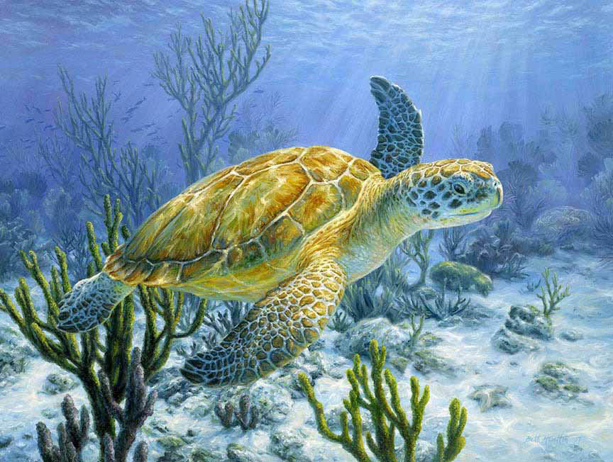 BH2 – Wildlife – Ancient Mariner – Green Sea Turtle © Beth Hoselton