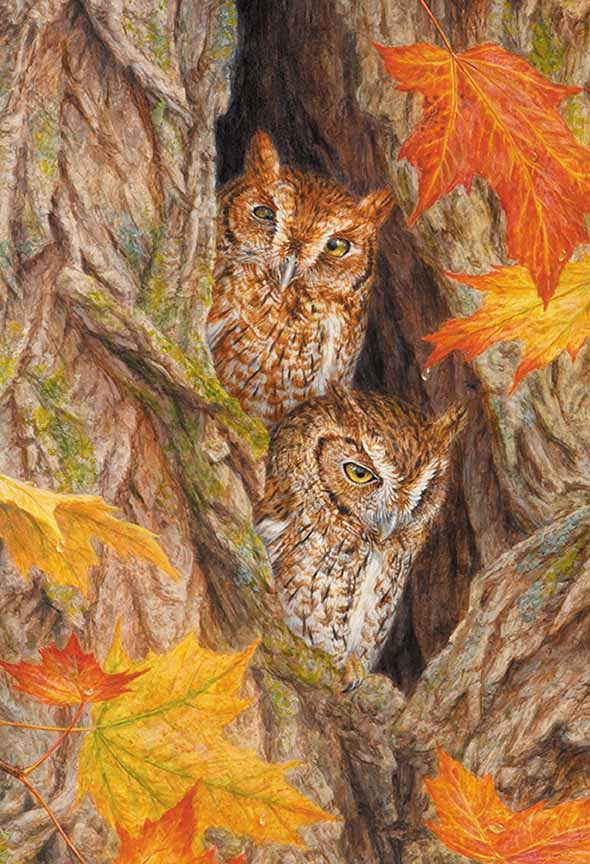 BH2 – Wildlife – Autumn Evening – Screech Owls © Beth Hoselton