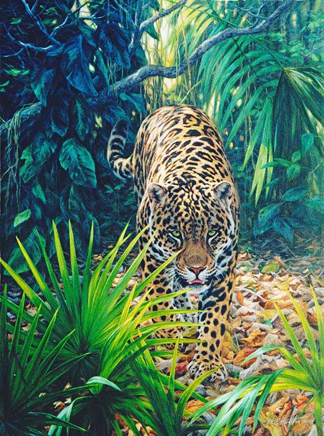 BH2 – Wildlife – Close Encounter – Jaguar © Beth Hoselton