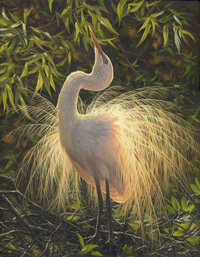 BH2 – Wildlife – Courtship – Great Egret © Beth Hoselton