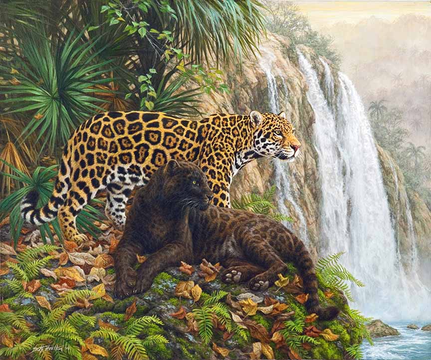 BH2 – Wildlife – El Dorado – Jaguars © Beth Hoselton