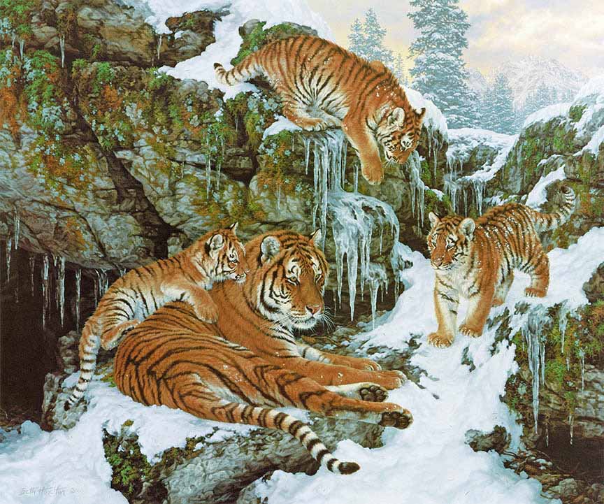 group of siberian tigers