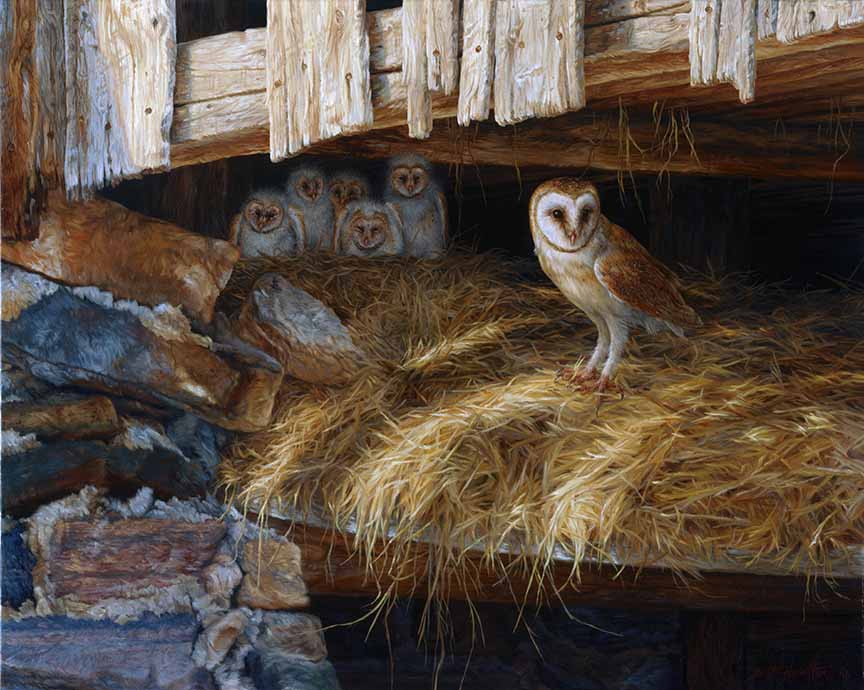 BH2 – Wildlife – Home is Where the Heart Is – Barn Owls © Beth Hoselton