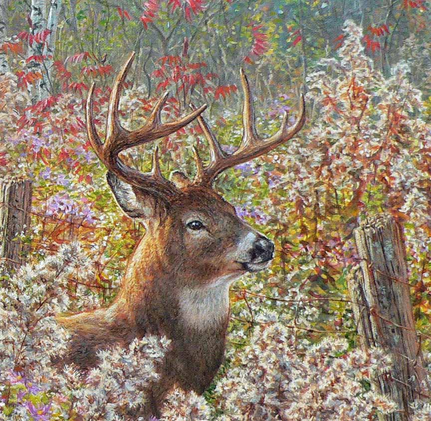 BH2 – Wildlife – In the Meadow – White-Tailed Deer (detail) © Beth Hoselton