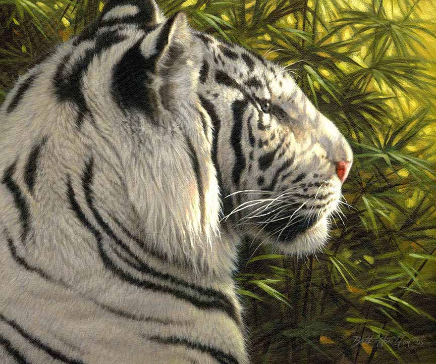 BH2 – Wildlife – Jungle Light – White Tiger © Beth Hoselton