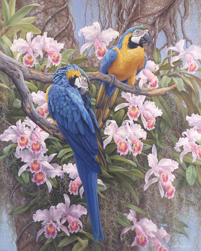 BH2 – Wildlife – Jungle Majesty – Blue and Gold Macaws and Orchds © Beth Hoselton