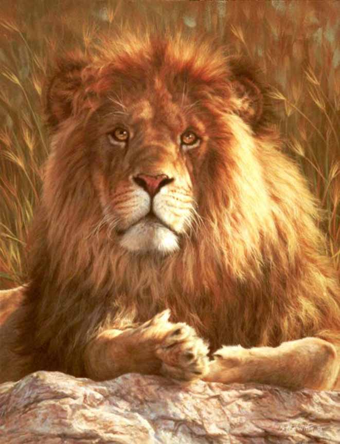 BH2 – Wildlife – King’s Dawn – Lion © Beth Hoselton