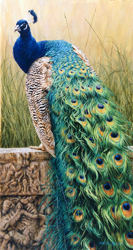 BH2 – Wildlife – Majestic (Royal Splendour) – Peacock © Beth Hoselton