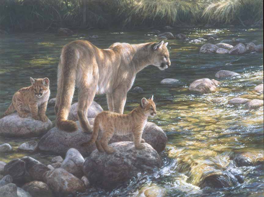 BH2 – Wildlife – Mother’s Pride – Cougars © Beth Hoselton
