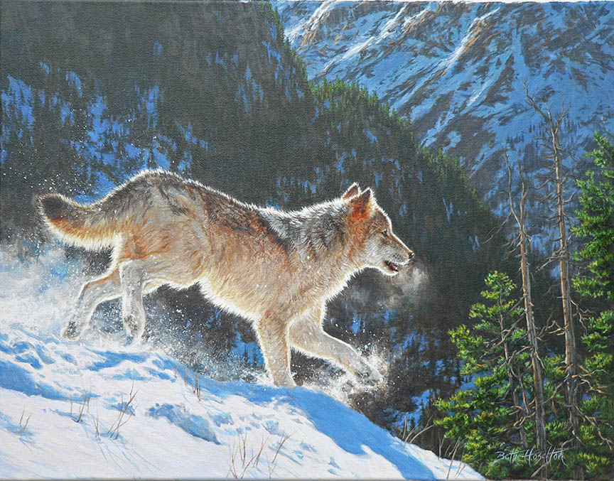 BH2 – Wildlife – Mountain Run – Timber Wolf © Beth Hoselton