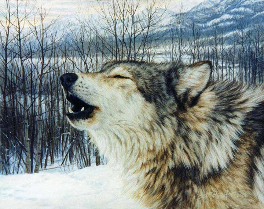 BH2 – Wildlife – Northern Song- Wolf © Beth Hoselton