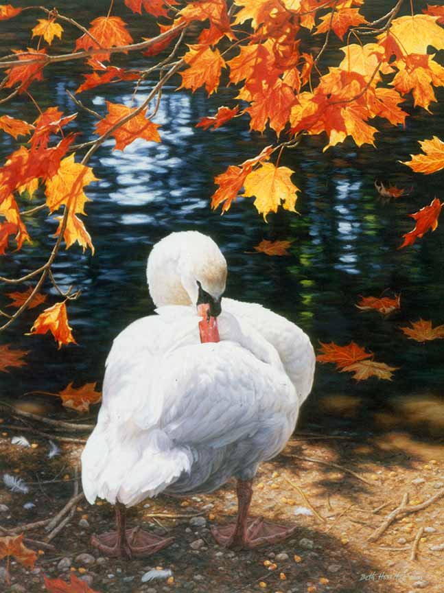 BH2 – Wildlife – October Swan – Mute Swan © Beth Hoselton
