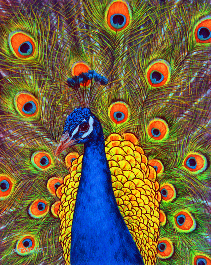 BH2 – Wildlife – Raja -Peacock © Beth Hoselton