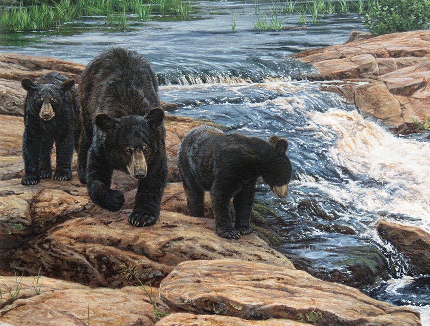 BH2 – Wildlife – Rosseau River Falls – Black Bear Family © Beth Hoselton