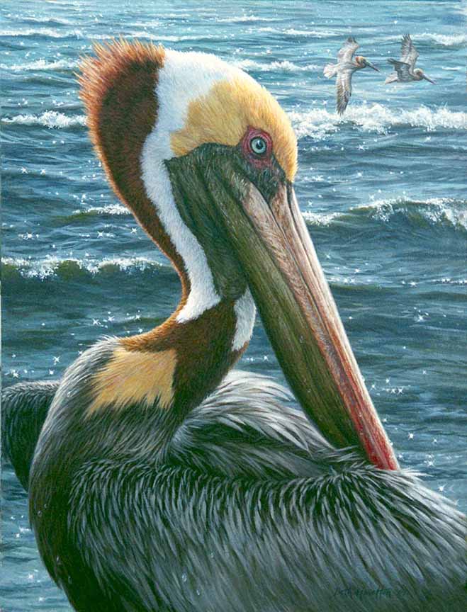 BH2 – Wildlife – Sanibel Sun – Brown Pelican © Beth Hoselton