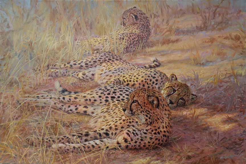 BH2 – Wildlife – Savannah Dawn – Cheetahs © Beth Hoselton