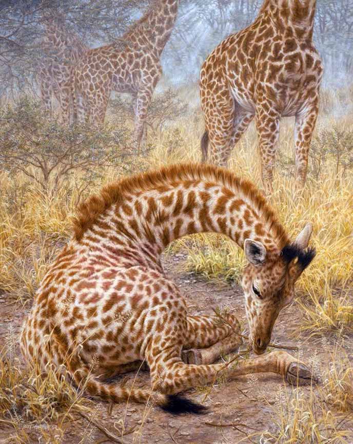 BH2 – Wildlife – Savannah Prince – Masai Giraffe Baby © Beth Hoselton