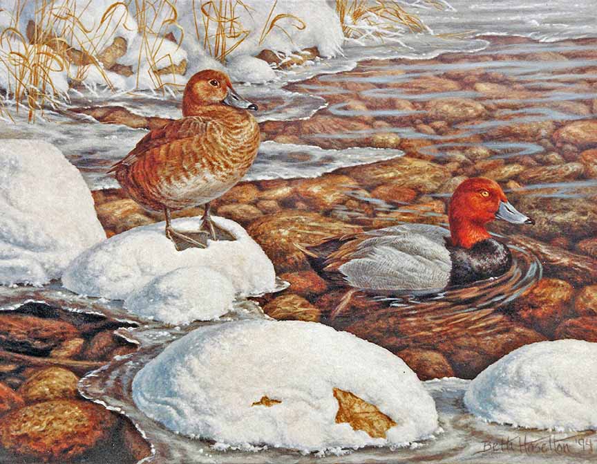 BH2 – Wildlife – Shelter Valley Creek – Redhead Ducks © Beth Hoselton