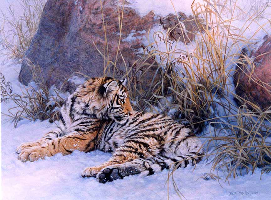 BH2 – Wildlife – Siberian Dawn – Siberian Tiger Cub © Beth Hoselton
