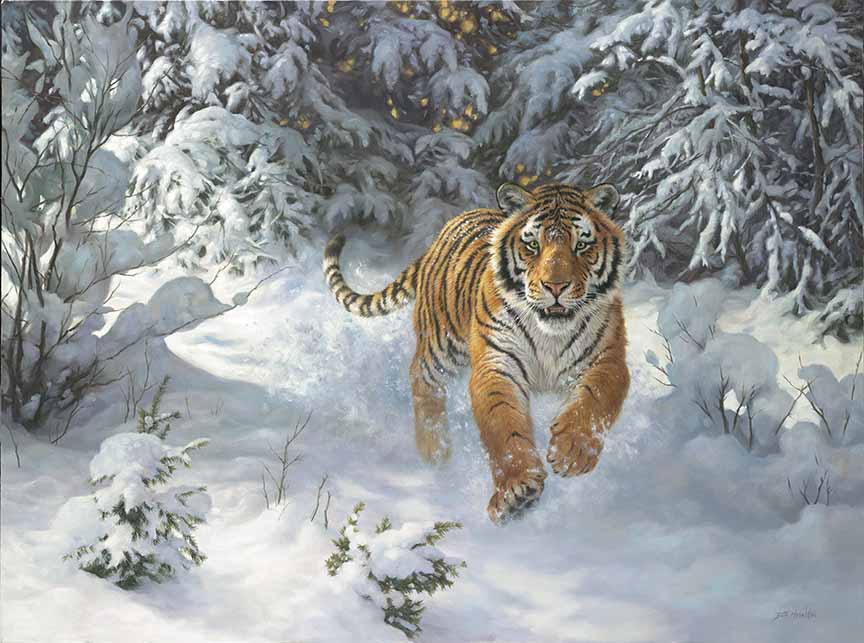 BH2 – Wildlife – Siberian Emperor – Siberian tiger © Beth Hoselton
