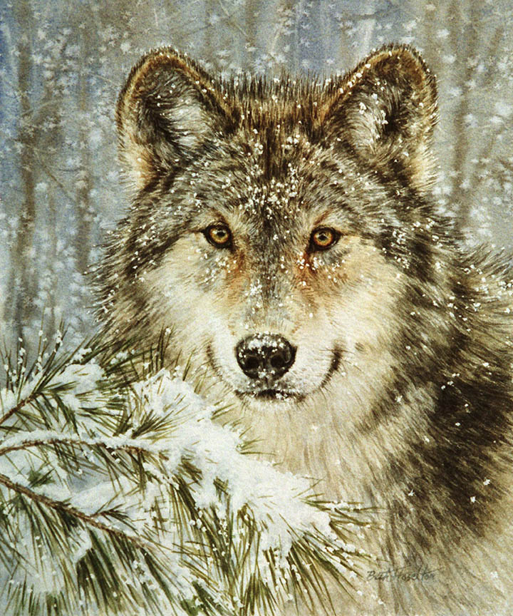 BH2 – Wildlife – Snowfall – Wolf © Beth Hoselton