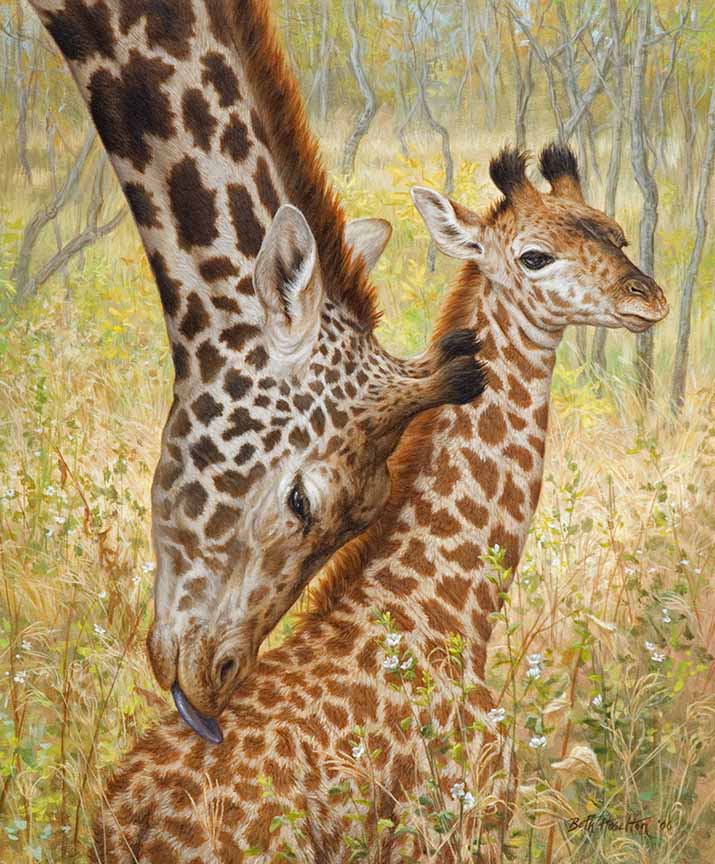 BH2 – Wildlife – Tender Love – Masai Giraffes © Beth Hoselton