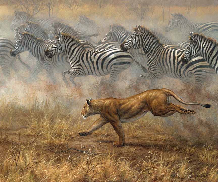 BH2 – Wildlife – The Great Race – Lioness and Plains Zebras © Beth Hoselton