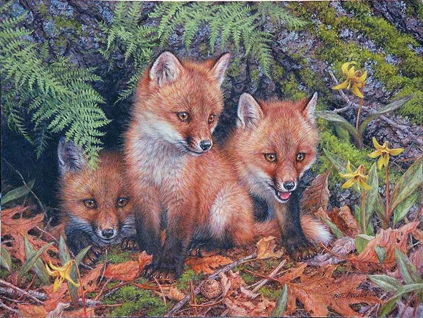 BH2 – Wildlife – The Three Amigo’s – Red Fox Kits © Beth Hoselton