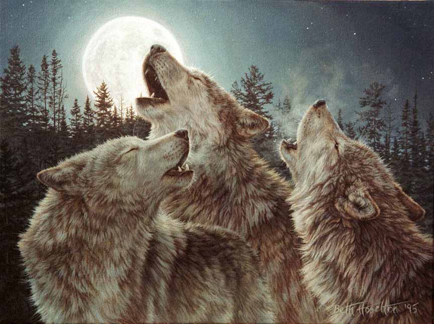 BH2 – Wildlife – The Three Tenors – Wolves © Beth Hoselton
