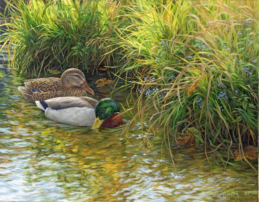 BH2 – Wildlife – Tranquil Waters – Mallard Ducks © Beth Hoselton