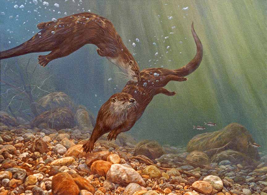 BH2 – Wildlife – Underwater Ballet – River Otters © Beth Hoselton