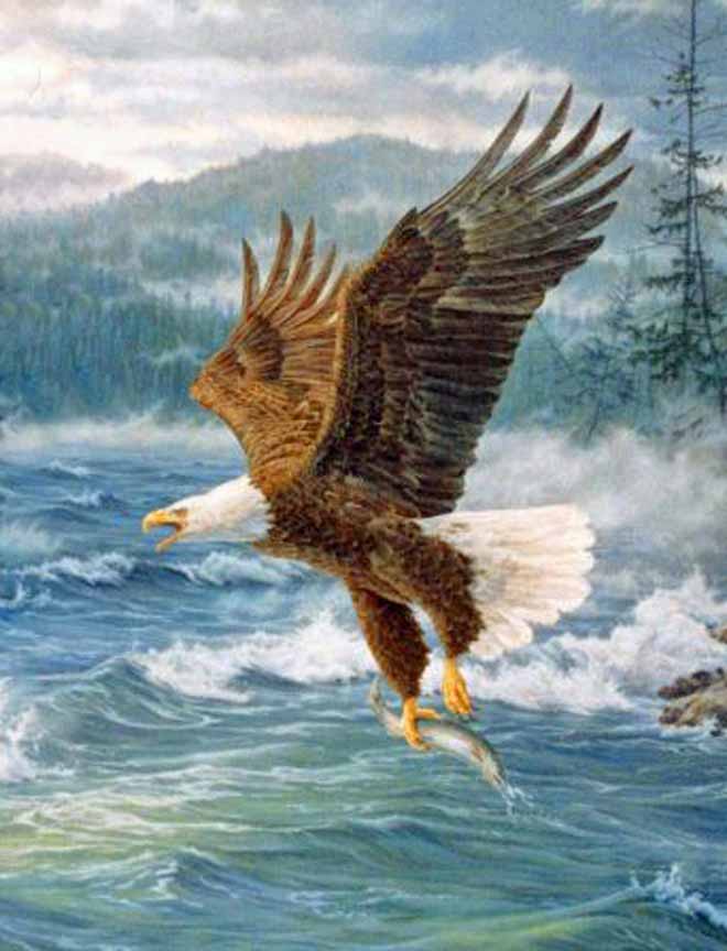 BH2 – Wildlife – Winged Victory – Bald Eagle © Beth Hoselton