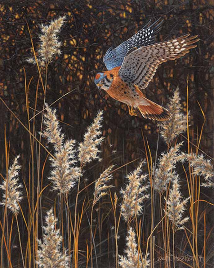 BH2 – Wildlife – Wings of Dawn – American Kestrel and Sparrowhawk © Beth Hoselton