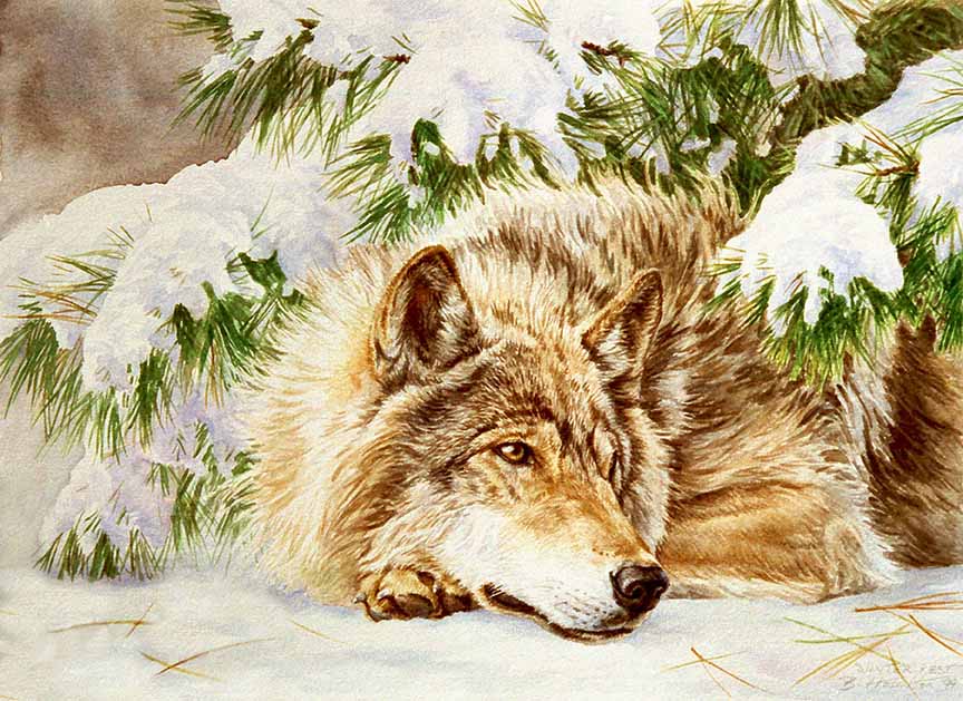 BH2 – Wildlife – Winter Rest – Wolf © Beth Hoselton