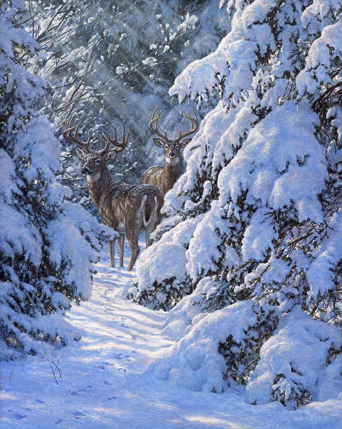 BH2 – Wildlife – Winter Sentinels – Whitetailed Deer © Beth Hoselton