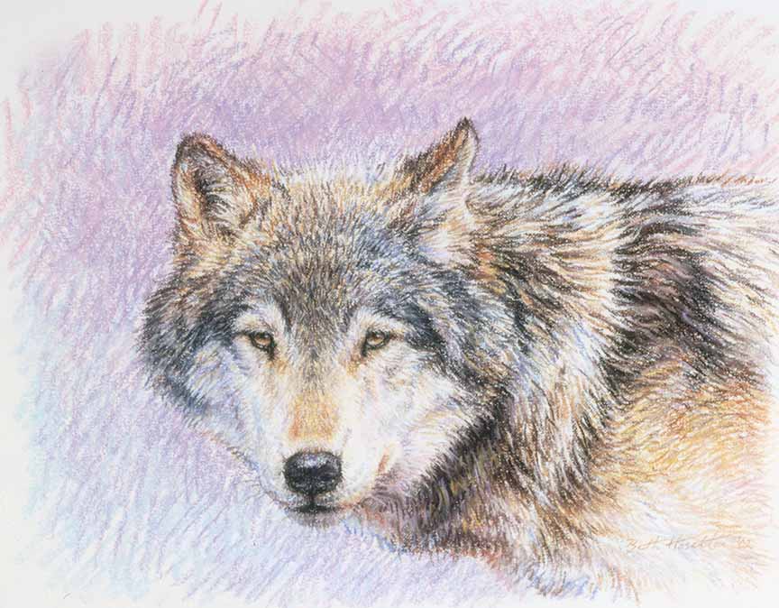 BH2 – Wildlife – Winter’s Twilight – Wolf Drawing © Beth Hoselton