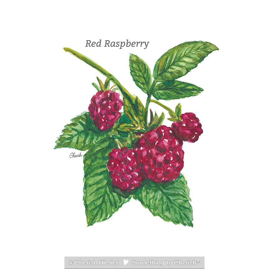 CF – Herbs C2007-02 Red Raspberry © Cherish Flieder