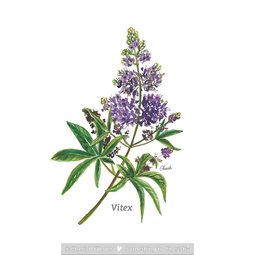 CF – Herbs C2007-03 Vitex © Cherish Flieder