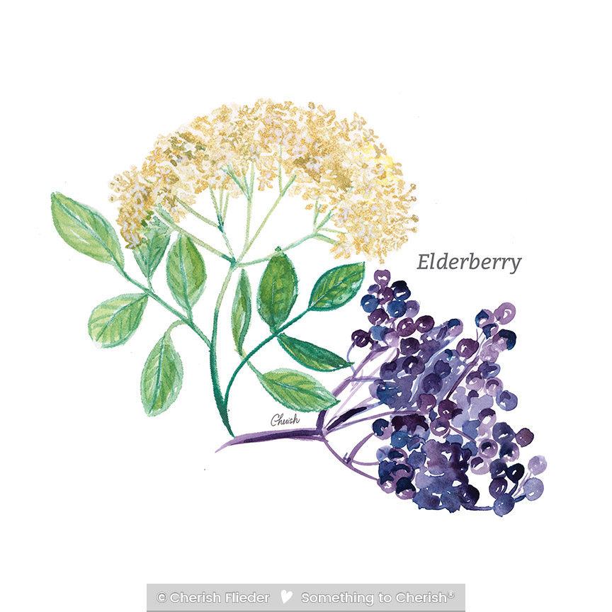 CF – Herbs C2007-05 Elberberry and Elderflower © Cherish Flieder